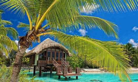 Brown wooden hut, palm trees, resort, beach, tropical HD wallpaper ...