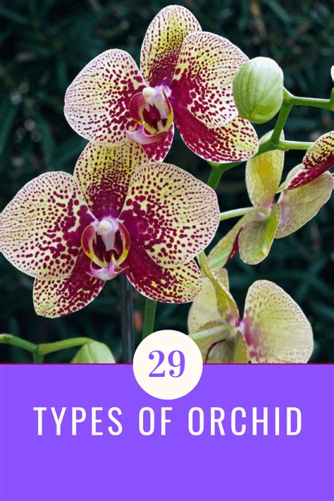 Orchid Types List