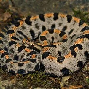 Sistrurus miliarius streckeri - Facts, Diet, Habitat & Pictures on Animalia.bio