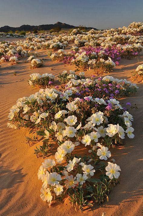 Sahara D'Algérie Desert Flowers, Desert Plants, Wild Flowers, Amazing Nature, Beautiful Flowers ...