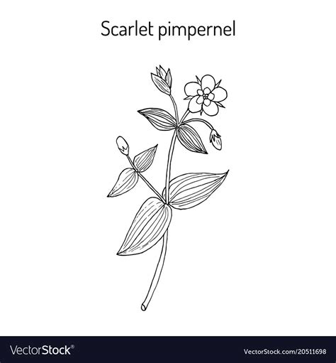 Scarlet Pimpernel Flower Drawing | Best Flower Site