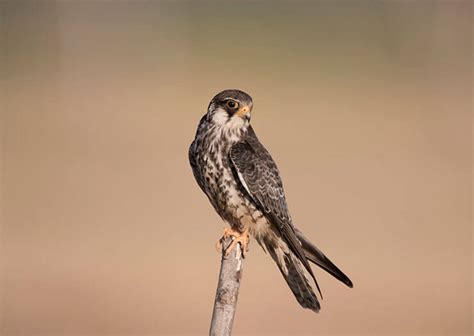 Amur Falcon (Falco amurensis)