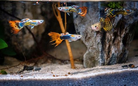 How to Start Your First Guppy Tank? - VIVO Pets