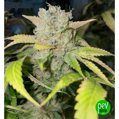 Lemon Bean Variety - Buy Spain Bulk Seeds at Pevgrow