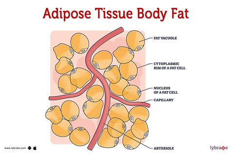 Adipose tissue (Human Anatomy): Image, Functions, Diseases and Treatments