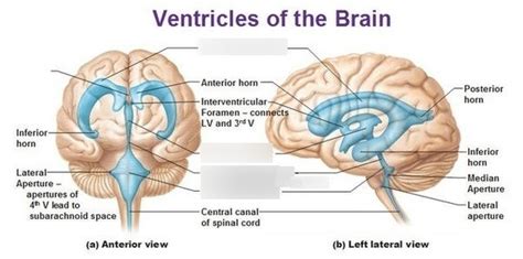 Week 6 - Ventricles of the Brain Diagram | Quizlet