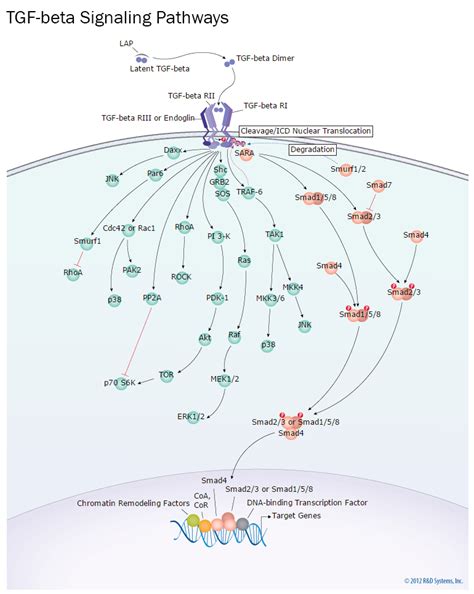 TGF-beta Signaling Interactive Pathway: R&D Systems