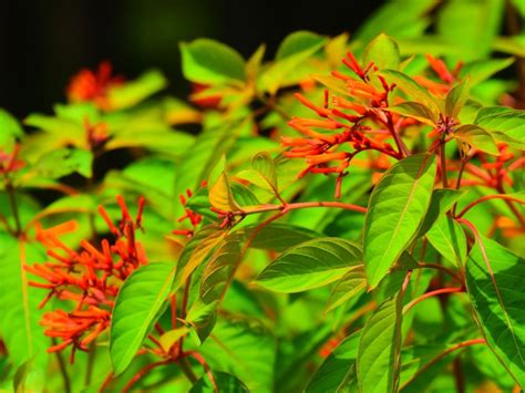 Tips & Information about Firebush - Gardening Know How