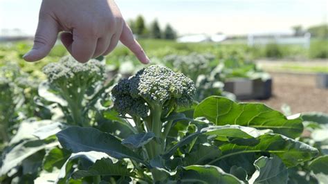 How To Harvest Broccoli - YouTube