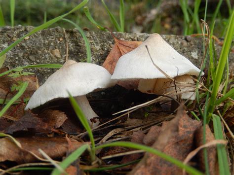 Psathyrella candolleana | ObsessedByNature