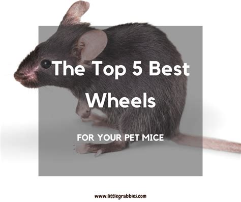 The Top 5 Best Wheels for Your Pet Mice