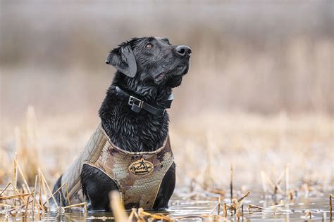 Best Vests for Duck Dogs - Gun Dog