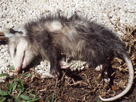 How to Tell If a Possum is Playing Dead - Zeke Adventure Blog