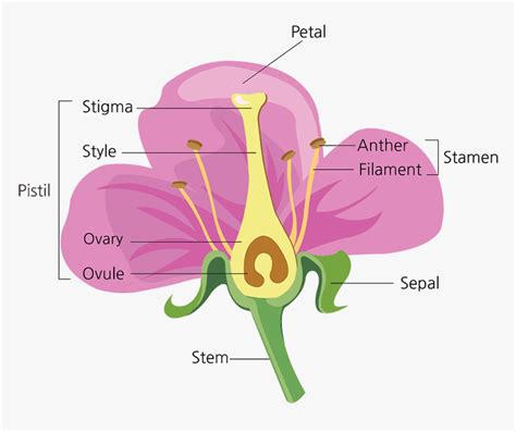 Parts Of A Flower - Diagram Of A Flower Fill In The Blanks, HD Png Download - kindpng