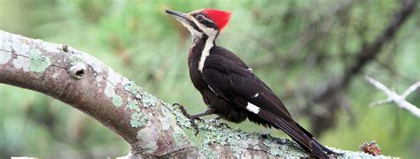 El pájaro carpintero. El carpintero de la naturaleza.