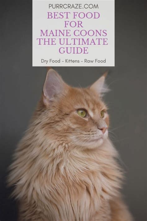 The Ultimate Maine Coon Food Guide | Purr Craze