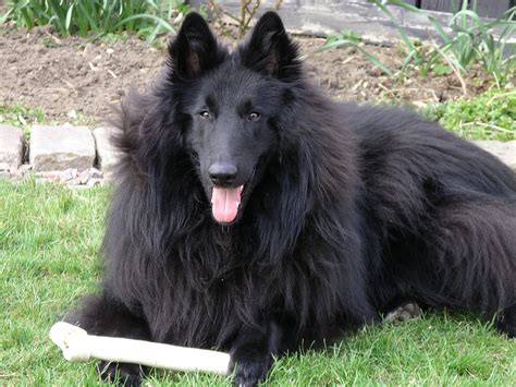 Groenendael – Black Belgian Shepherd | Belgian dog, Belgian shepherd ...