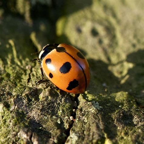 Endangered Beetles | Xerces Society