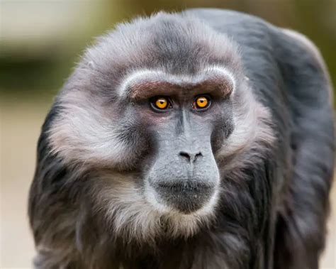 Tonkean Macaque - Facts, Diet, Habitat & Pictures on Animalia.bio