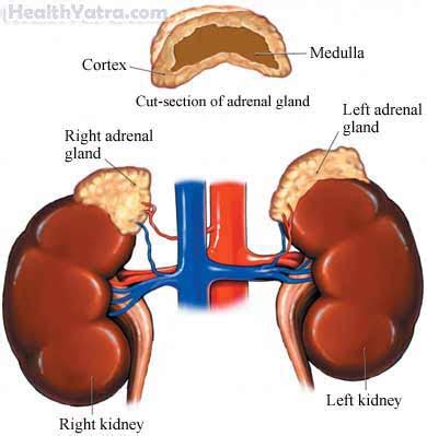 Adrenocortical Carcinoma Definition, Causes, Symptoms, Complications and Cost Surgery Treatment ...