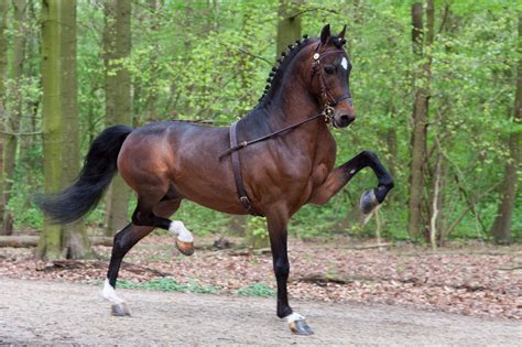 Goedgekeurde hengsten | Hackney horse, Beautiful horses, Horse pictures