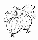 Berries coloring Pages  Download And Print For Kids sketch template