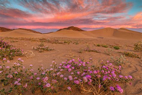 Wildflowers in Death Valley by Ning Lin on YouPic