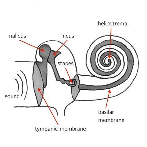 Schematic view of middle and inner ear. The basilar membrane divides... | Download Scientific ...