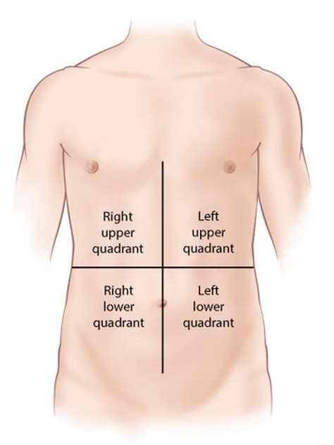 The 4 Abdominal Quadrants Regions Organs Video