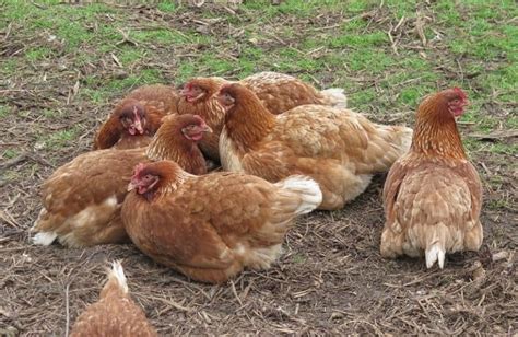 Hubbard Chickens: Pictures, Facts, Lifespan, Behavior & Care Guide | Animal World