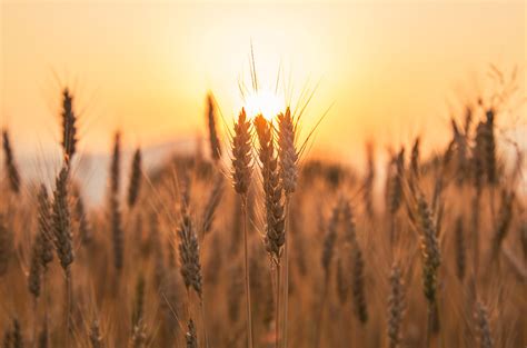 Dreamy Pixel | Sunset over wheat Field - Dreamy Pixel