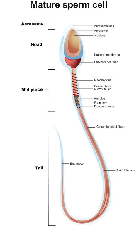 Draw a diagram of the microscopic structure of human sperm. Label the ...