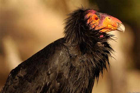 Let's Draw Endangered Species! : ): California Condor