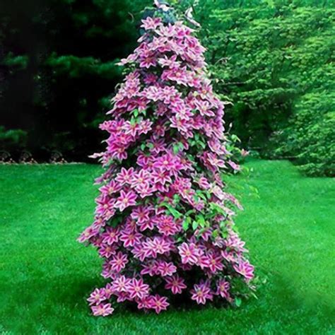 Egrow 100Pcs Clematis Flower Seeds Perennial Vines Climbing Clematis Plant Seed Garden ...