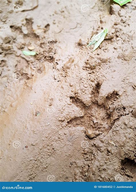 Little Raccoon Tracks in Mud Stock Photo - Image of footprint, raccoon ...