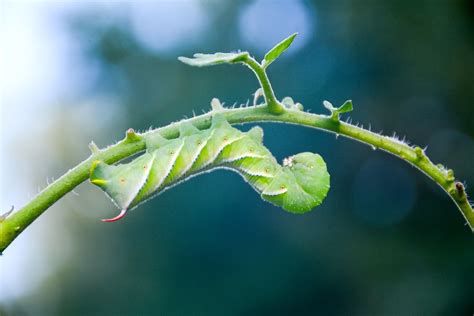 Tomato Hornworm Caterpillar Identification and Control | HubPages