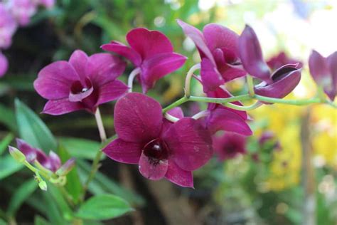 Types of Orchids in Thailand - Thinglish Lifestyle