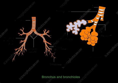 Practical 1 Practice (bronchioles) Diagram | Quizlet