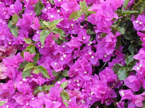 Welcome: The Bougainvillea Plant