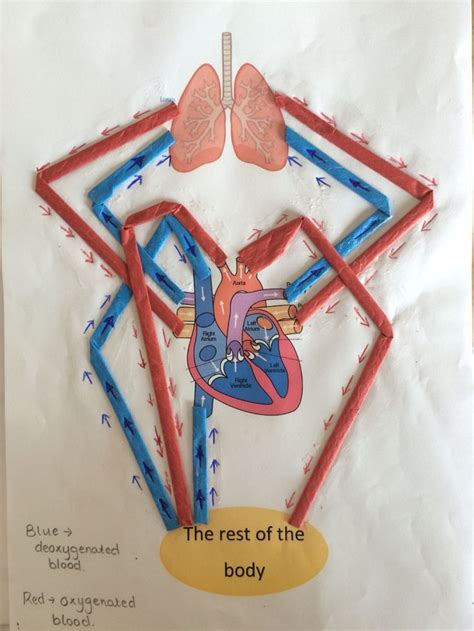 Image result for circulatory system display ks2 | Circulatory system projects, Circulatory ...