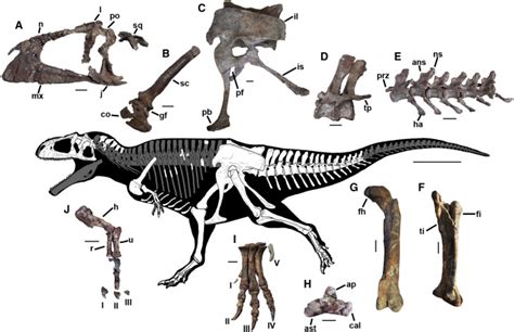 Meraxes gigas – New Giant Carcharodontosaurid from Argentina