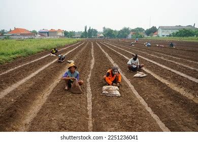 Probolinggo Indonesia January 2023 Activities Shallot Stock Photo 2251236041 | Shutterstock