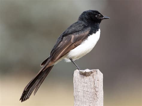 Download Willie-wagtail Bird Animal Wagtail Wallpaper