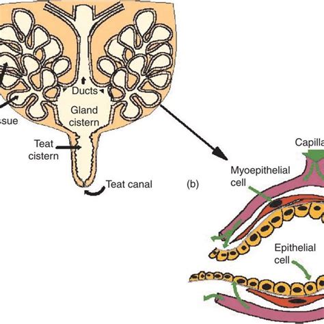 (PDF) MAMMARY GLAND | Anatomy