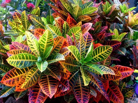 Croton Petra (SKU: 17292) by GardenGoodsDirect on Etsy https://www.etsy.com/listing/525656852 ...