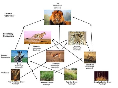 Why Save The Cheetah from Extinction? - Cheetah Conservation Fund Canada