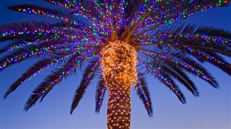 Astonishing Christmas Palm Tree | Decorating with christmas lights, Animated christmas lights ...