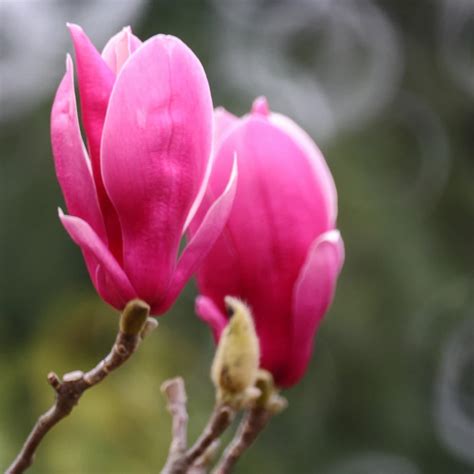 Red Magnolia Courtyard Garden Magnolia Seeds Flower Seeds Balcony Plants Potted Plants Magnolia ...