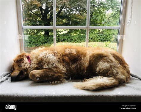 Golden retriever, sleeping Stock Photo - Alamy