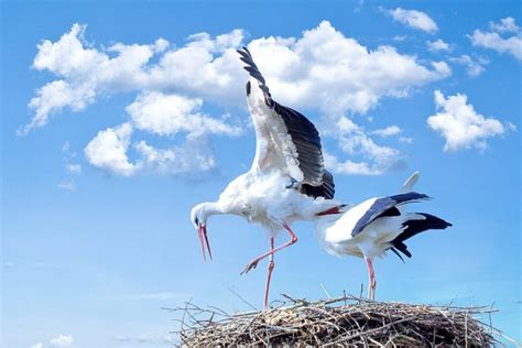 Unraveling The Myth Of Storks Carrying baby!